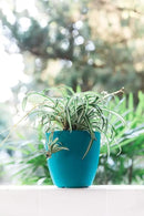 GARDENIX DECOR Self Watering Pots for Indoor Plants 3 Pack - Flower Pot with Water Level Indicator for Plants, Grow Tracking Tool - Self Watering Planter Plant Pot - Coco Coir - Teal by GreenHaven Gardens