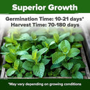 HOME GROWN Lemon Balm Seeds– 806 𝗡𝗢𝗡-𝗚𝗠𝗢 Heirloom Seeds for Planting – Melissa officinalis Herb for Tea, Garden, Indoor or Outdoor Growing–Plant for Pots, Beds & Hydroponics(Melissa officinalis) by GreenHaven Gardens