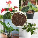 Aroid Plant Potting Soil Mix (8 Quarts), for Pothos Devil's Ivy, ZZ Plant, Chinese Evergreen, Dumb Cane, Philodendron, Syngonium, Alocasia, Colocasia Etc. by GreenHaven Gardens