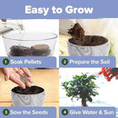 HOME GROWN Bonsai Tree Kit - Premium Ceramic Starter Kit - 4 Variety of Bonsai - Unique Gift for Men and Women Gardeners by GreenHaven Gardens