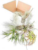 Holiday Hosting Gift Box Giant - 13ct -Tillandsia Air Plant Set - Live Arrival Guaranteed - House Plants for Home Decor & Gift by GreenHaven Gardens