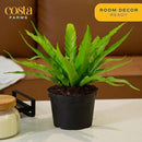 Costa Farms Bird's Nest Fern Live Indoor House Plant 15-Inches Tall, Grower's Pot by GreenHaven Gardens