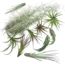 Live Air Plants - Tillandsia Gift Box TOR Variety Pack - 10 Count Large, 4-10 inches – Live Indoor Plants & Live 15 inch Spanish Moss – Live Plants for Home décor, Live Arrival Guaranteed by GreenHaven Gardens