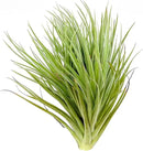 Air Plants - Flowering Tillandsia Rose BAER, Large 5" - 1ct - Live Arrival Guaranteed - House Plants for Home Decor & Gift