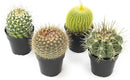 Altman Plants, Assorted Cactus Plants Live Cactus Decor (4PK), Cactus Plant Live Succulents Plants Live in Cactus Soil Potting Mix, Live Cacti Plants Live Succulent Plants Live Plants in Cactus Pot by GreenHaven Gardens