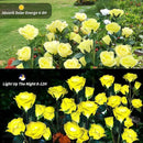 Solar Garden Lights, Solar Outdoor Lights with More Realistic 10 Rose Waterproof Solar Powered Flowers Lights for Outside Patio Yard Pathway Decorations, 2 Pack Yellow by GreenHaven Gardens