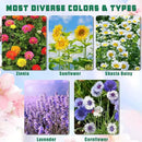 5 Kit - Growing into Shasta Daisy, Cornflower, Sunflower, Zinnia, Lavender for Indoor Outdoor Garden DIY Gifts by GreenHaven Gardens
