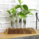 Plentiful Pothos & Philodendron (6-Pack), Pothos Live Plant Decor, Office Plants, Real Plants, Easy Indoor Plant, House Plants Indoors Live Plants Indoor Plants Live Houseplants by Plants for Pets by GreenHaven Gardens