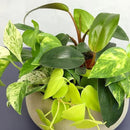 Plentiful Pothos & Philodendron (6-Pack), Pothos Live Plant Decor, Office Plants, Real Plants, Easy Indoor Plant, House Plants Indoors Live Plants Indoor Plants Live Houseplants by Plants for Pets by GreenHaven Gardens