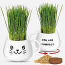 Organic Cat Grass Growing Kit - Promotes Natural Hairball Control and Digestive Wellness - Includes Organic Seed Mix, Nutrient-Rich Soil, and Stylish White Cat Planter by GreenHaven Gardens