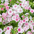 1000+ Phlox Seeds for Planting - Phlox Popstars Seeds Perennial Ground Cover Plants- Annual Flower for Home Garden by GreenHaven Gardens