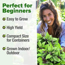 HOME GROWN Thai Basil Seeds Pack - 438 High Germination 𝗡𝗢𝗡-𝗚𝗠𝗢 𝗨𝗦𝗔 Heirloom Herb Seeds for Planting,Ideal for Growing Fresh Basil Planting Indoor or Outdoor(Ocimum basilicum var.thyrsiflora) by GreenHaven Gardens