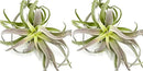 Air Plants - Tillandsia Cacticola, Jumbo 6-9" - 2ct - Live Arrival Guaranteed - House Plants for Home Decor & Gift by GreenHaven Gardens
