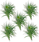 Air Plants - Flowering Tillandsia Pink Paske Large 5" - 5ct - Live Arrival Guaranteed - House Plants for Home Decor & Gift by GreenHaven Gardens