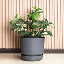 Elly Décor 14 inch Plastic Cylinder Planter Pot with Self-Watering Saucer and Drainage Hole,Lightweight & Extremely Durable, 14"x 14", Gray by GreenHaven Gardens