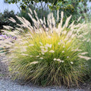 Pack 3 Fountain Grass Plants Live, 5-9 Inch Tall, Ornamental Grasses Live Plants Perennial, Well-Rooted Perennial Grass Clumps (White Fountain Grass) by GreenHaven Gardens