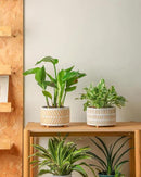 Succulent Pots, 6 Inch Pot for Indoor Plants, Footed Pots for Plants with Drainage, Succulents or Small Plant Indoor Plant Pots, Set of 2 by GreenHaven Gardens