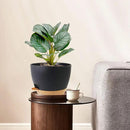 12/10/9 inch Large Self Watering Pots, Planter, Plant Pots with Mesh Drainage Holes for Indoor Outdoor Garden Plants, Plastic Flower Pots with Removable Deep Reservoir, Black with Brown by CozyNest Decor