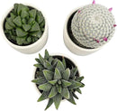 Plants for Pets Live Low Light House Plants in Ceramic Succulent Pots (3 Pack), Gasteria Succulent Plant and Cactus Plants Live with Potting Soil, Haworthia Succulents for Indoor Growing Home Décor by GreenHaven Gardens
