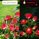 1 Pack Solar Garden Lights Outdoor, 7-Flower Rose Solar Lights for Yard, LED Solar Powered Stake Lights for Patio Pathway Lawn Fence Cemetery, Red by GreenHaven Gardens