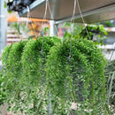 Tioncy 50 Pcs Plastic Hanging Planter Round Hanging Pot for Plants Containers with Hook Flower Plant Pots Holders for Outdoor Indoor Plant Balcony Garden Decor(Gray White) by GreenHaven Gardens