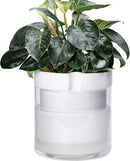Phoenix Vine 10 Inch Self Watering Planter, White Terracotta Clay Pot with Glass Reservoir for Indoor Plants, Herbs, Flowers, Set of 1, 52-B-I-1 by GreenHaven Gardens