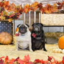 DearHouse 2 Pack Fall Maple Leaf Garland - 5.9Ft/Piece Hanging Vine Artificial Autumn Foliage for Thanksgiving, Home, Wedding, Fireplace, Party, Christmas Decor (Light Orange) by CozyNest Decor