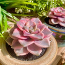 FWPP Live Succulents Plants Graptopetalum Purple Delight 2.5 inches,Rare Purple Succulents Bare Root Without Pot Soil, Live Plants Indoor Office Decoration Wedding and Gift by GreenHaven Gardens