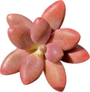 FWPP Live Succulents Plants Pachyveria Sugar Beauty 2 inches,Rare red Succulents Bare Root Without Pot Soil, Live Plants Indoor Office Decoration Wedding and Gift by GreenHaven Gardens