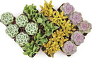 Succulents Plants Live (20PK) Potted Succulent Plants Live House Plants, Cactus Plants Live Plants Indoor Plants Live Houseplants, Indoor Plant Succulents Live Plant House Plant by Plants for Pets by GreenHaven Gardens