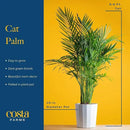 Costa Farms Cat Palm, Live Indoor Houseplant in Indoor Garden Plant Pot, Floor Plant Potted in Potting Soil, Housewarming Gift for New Home, Living Room, Office, Patio Palm Tree Decor, 3-4 Feet Tall by GreenHaven Gardens