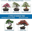 Bonsai Starter Kit, 5 Seeds Growing into Blue Spruce, Chinese Boxwood, Dawn Redwood, Flame Tree and Judas Tree, Including Complete Gardening Tools with A Gift Box, Christmas Gifts for Women by GreenHaven Gardens