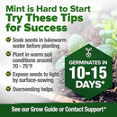 HOME GROWN Premium Common Mint Seeds (Bulk Pack) 3,600 𝗡𝗢𝗡-𝗚𝗠𝗢 𝗨𝗦𝗔 Heirloom Herb Seeds, USA Sourced | Ideal for Planting Outdoors or Indoors for a Fresh Mint Tea Garden (Mentha spp) by GreenHaven Gardens