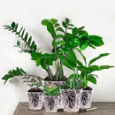 Vesici Large Size Clear Nursery Pots Variety Pack Plant Pots with Drainage Holes Planters for Indoor Plants Flexible Transparent Plastic Plant Bottle Succulents(24 Pcs,4/5/6/7/8/9 Inch) by GreenHaven Gardens