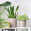 8 Inch + 6 Inch Plant Pot with Drainage Holes and Saucers, Indoor Ceramic Planter for Plants Succulent Orchid Flower Pots by CozyNest Decor