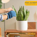 Costa Farms Snake, Sansevieria Mother-In-Law's Tongue in Mid-Century Modern Planter Stand Fits on Floor/Tabletops, Live Indoor Plant, 12-Inch Tall, Grower's Choice by GreenHaven Gardens