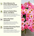 Eden Brothers Pink Perfection Flower Mixed Seeds for Planting, 5 lb, 2,400,000+ Seeds with Zinnia, Cosmos Versailles | Attracts Pollinators, Plant in Spring or Fall, Zones 3, 4, 5, 6, 7, 8, 9, 10 by GreenHaven Gardens
