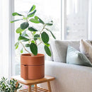 8 Inch Self-Watering Planter Pot with Terracotta Insert, Deep Water Reservoir, and Ceramic-Alike BPA-Free Plastic Planter Pot for Plant, Modern Planter for Houseplants, Terracotta, 53-A-T-3 by GreenHaven Gardens