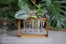 Source & Plot - Plant Propagation Station - Acacia Wood Stand 4 Glass Test Tube Hydroponic Tabletop Rooting Terrarium Planter Rack Home and Office Decor - Last Batch by GreenHaven Gardens