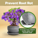 HOME GROWN Bonsai Tree Kit – Easy to Grow 4 Species of Bonsai w/Our Complete Plant Kit: Bonsai Pots & Peat Pellets Including a Bonus in-Depth Grow Guide - Great Gardening Gifts for Women and Men by GreenHaven Gardens