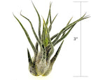 Air Plants - Tillandsia Pruinosa, Large 3-5" - 5ct - Live Arrival Guaranteed - House Plants for Home Decor & Gift by GreenHaven Gardens