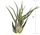 Air Plants - Tillandsia Pruinosa, Large 3-5" - 2ct - Live Arrival Guaranteed - House Plants for Home Decor & Gift by GreenHaven Gardens