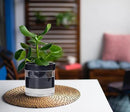 Phoenix Vine 4 Inch Self Watering Planter Pot, Black Terracotta Clay Pot with Glass Reservoir for Indoor Plants, Herbs, Flowers, Set of 2, 52-C-E-2 by GreenHaven Gardens