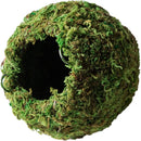 Galápagos (05346) Mossy Cave Hide, 4", Green by GreenHaven Gardens