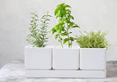 D'vine Dev Herb Garden Planter Set, Plastic Plant Pots with Drainage and Saucer, Indoor Succulent Cactus Vegetable Pot for Windowsill, Garden Balcony, White, Set of 1, 76-V-A-1 by GreenHaven Gardens