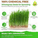 Todd’s Seeds – Cat Grass for Indoor Cats, 1lb Wheatgrass – Premium, Non-GMO, Pet-Safe & Easy to Grow – No Fillers, 100% Chemical-Free by GreenHaven Gardens
