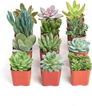 Shop Succulents Unique Succulent Plant Pack Collection - Live Mini Succulent Plants, Low Maintenance, Exceptional Colors & Textures - Wedding and Party Favors, Gift & Garden, Pack of 12 by GreenHaven Gardens