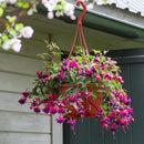 Tioncy 50 Pcs Plastic Hanging Planter Round Hanging Pot for Plants Containers with Hook Flower Plant Pots Holders for Outdoor Indoor Plant Balcony Garden Decor(Coffee) by GreenHaven Gardens