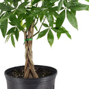 Money Tree Live Indoor Plant in 10 in. Plastic Grower Pot, Black *Sold by Amazon and Arcadia Garden Products* by GreenHaven Gardens