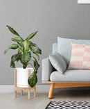 D'vine Dev Ceramic Planter with Natural Stand - 10 Inch Modern Round Flower Pot with Wood Planter Holder, White, 55-B-K-1 by CozyNest Decor